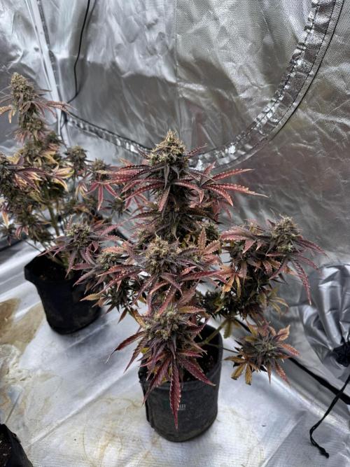 Auto Black Opium #1. Week 14