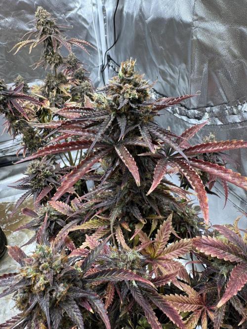 Auto Black Opium #1. Week 14