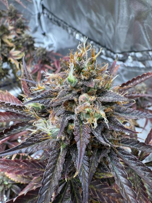 Auto Black Opium #1. Week 14