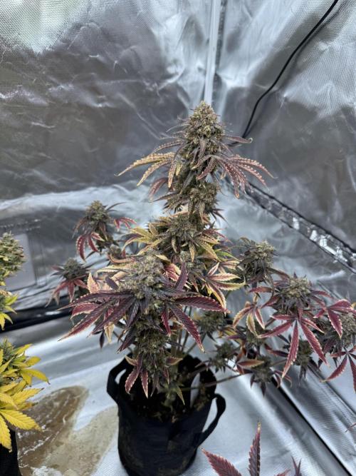 Auto Black Opium #2. Week 14