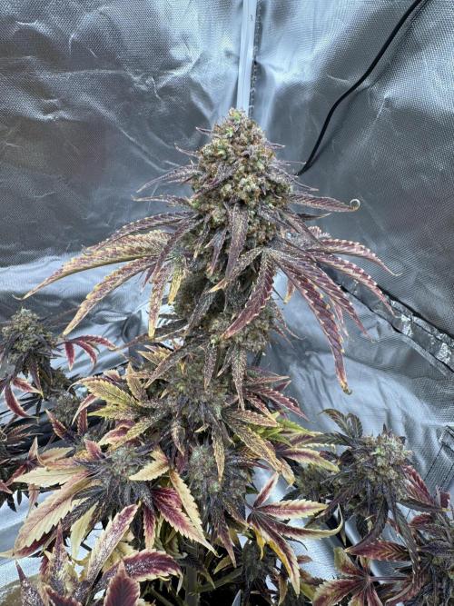 Auto Black Opium #2. Week 14