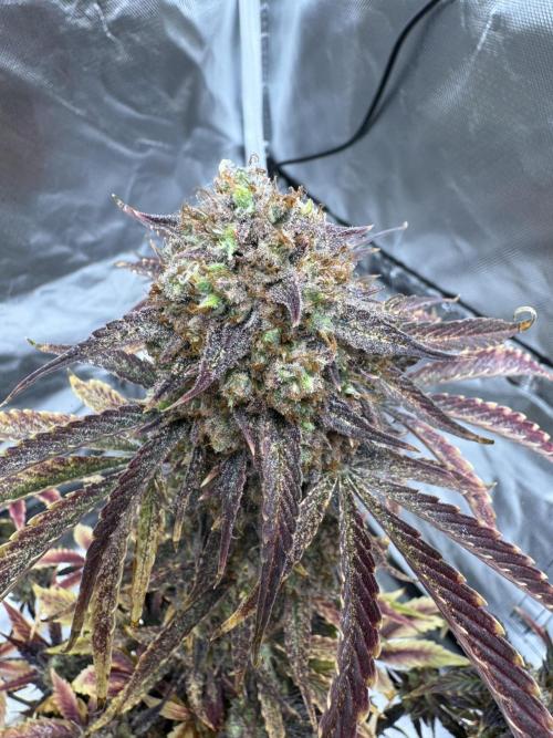 Auto Black Opium #2. Week 14