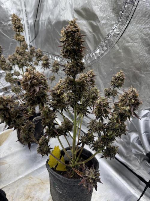 Auto Black Opium #1. Week 15