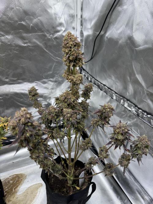 Auto Black Opium #2. Week 15