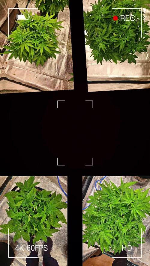 Speedrun Seeds Flexipot
