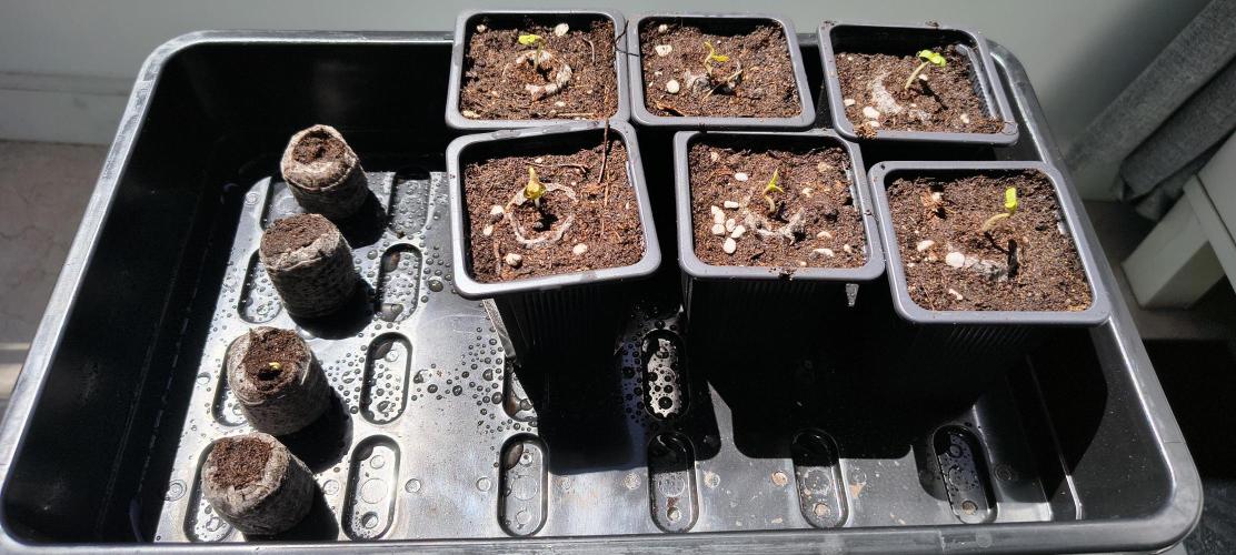 Orange Bud 2.0 with new setup :D. Week 0