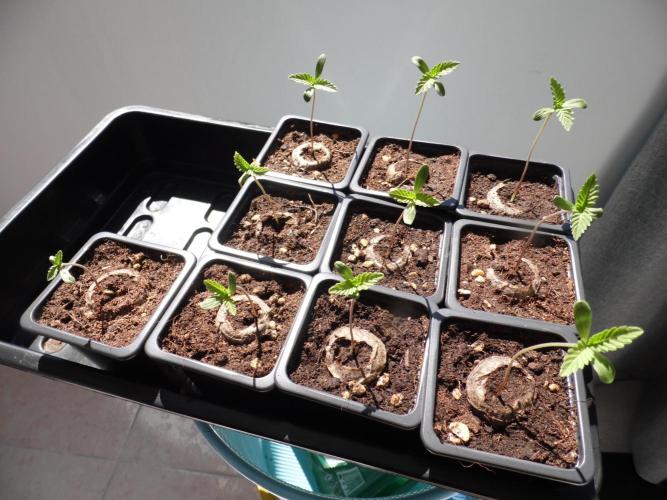 Orange Bud 2.0 with new setup :D. Week 0