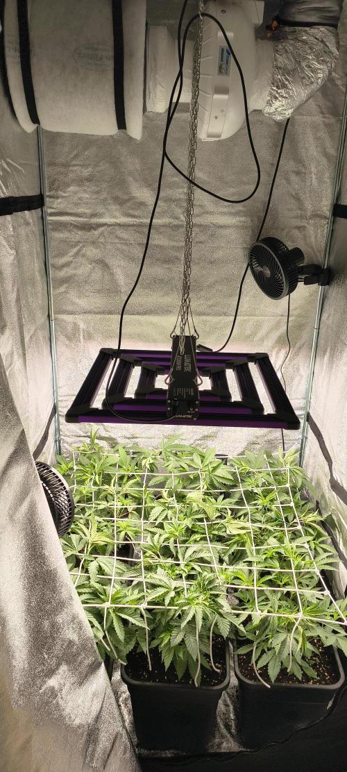 Orange Bud 2.0 with new setup :D. Week 4