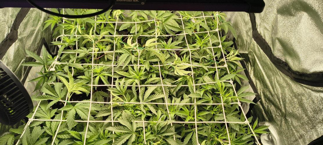 Orange Bud 2.0. Week 4
