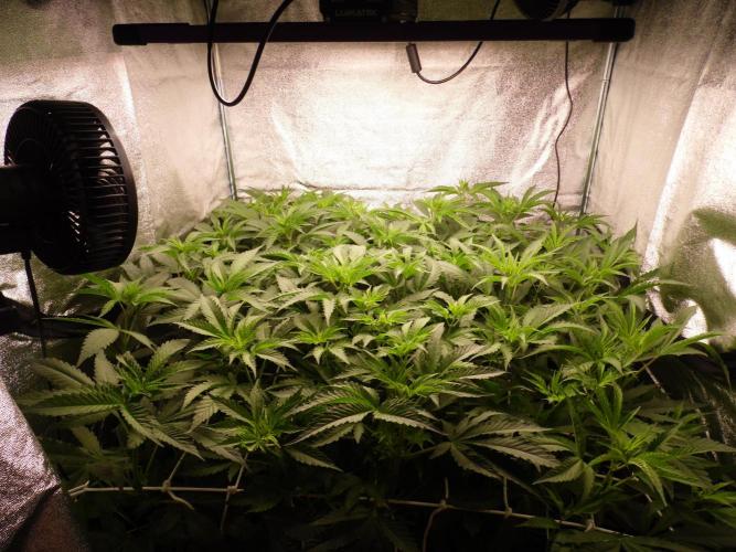 Orange Bud 2.0 with new setup :D. Week 5