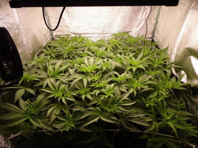 Orange Bud 2.0 with new setup :D. Week 5