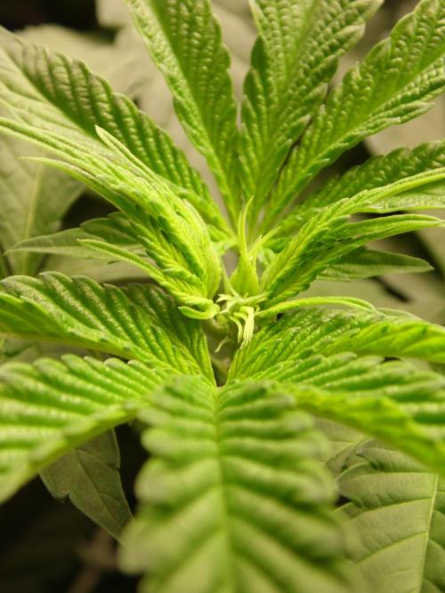 Orange Bud 2.0. Week 5