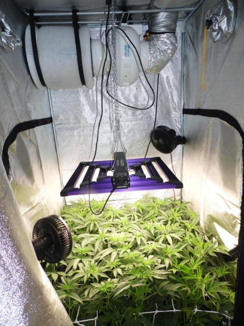 Orange Bud 2.0 with new setup :D. Week 5