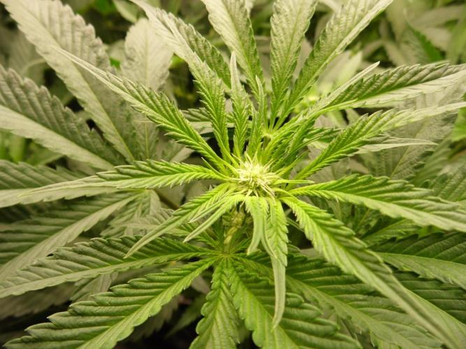 Orange Bud 2.0. Week 6