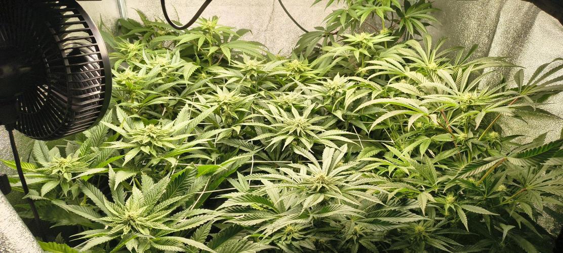 Orange Bud 2.0 with new setup :D. Week 7