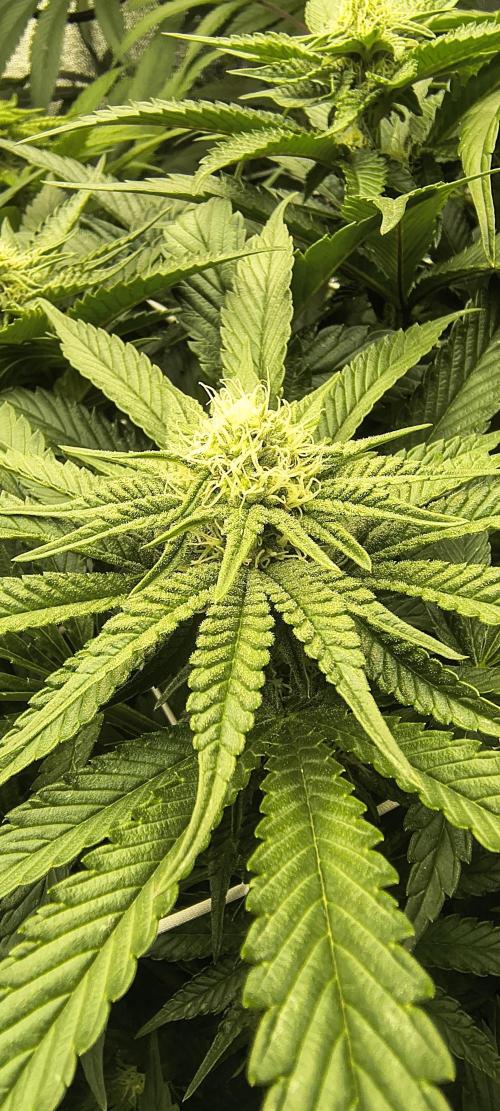 Orange Bud 2.0 with new setup :D. Week 7