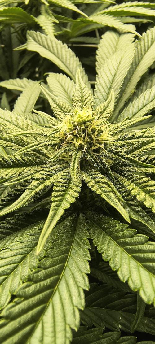 Orange Bud 2.0 with new setup :D. Week 7