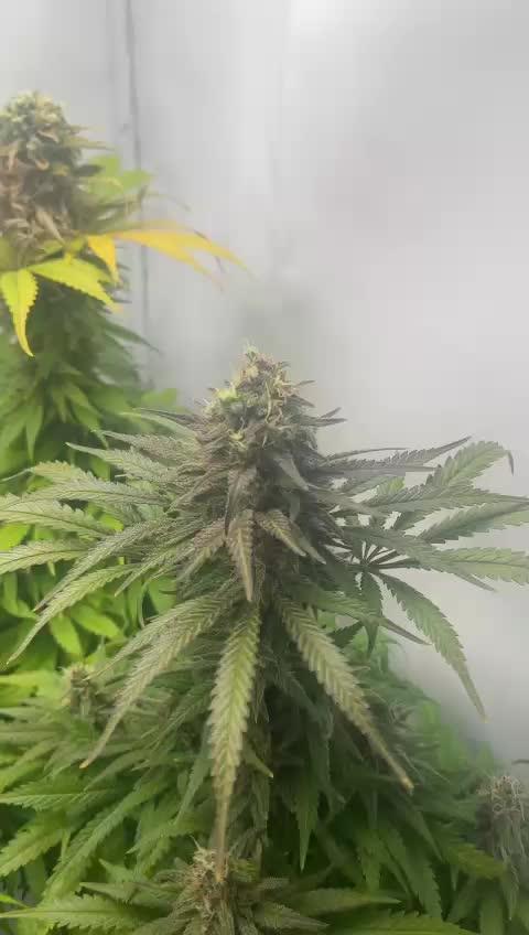 Blueberry OG & Cookies Kush