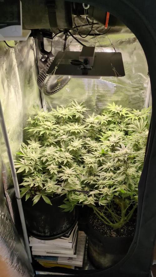 First Grow