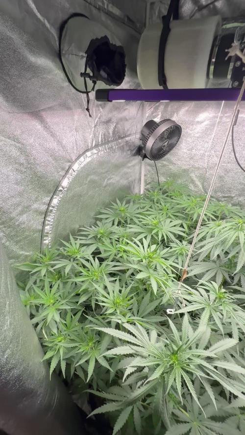 Greenhouse Cycle Part 1