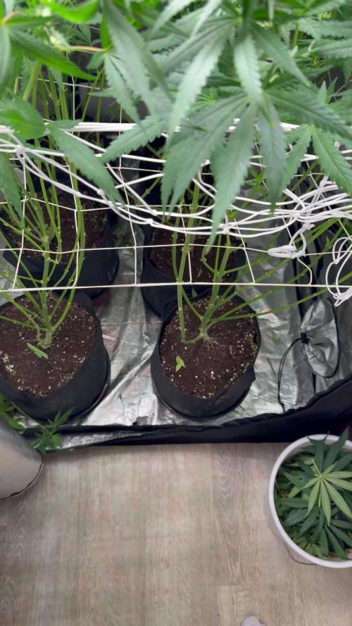 Greenhouse Cycle Part 1