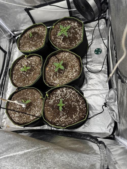 Grounded Genetiks Part 1. Week 1