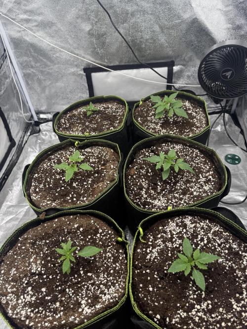 Grounded Genetiks Part 1. Week 1