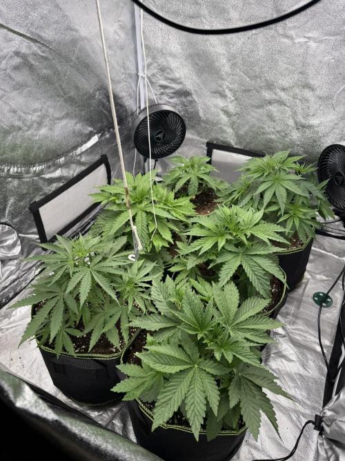 Grounded Genetiks Part 1. Week 3