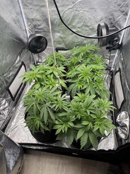 Grounded Genetiks Part 1. Week 3