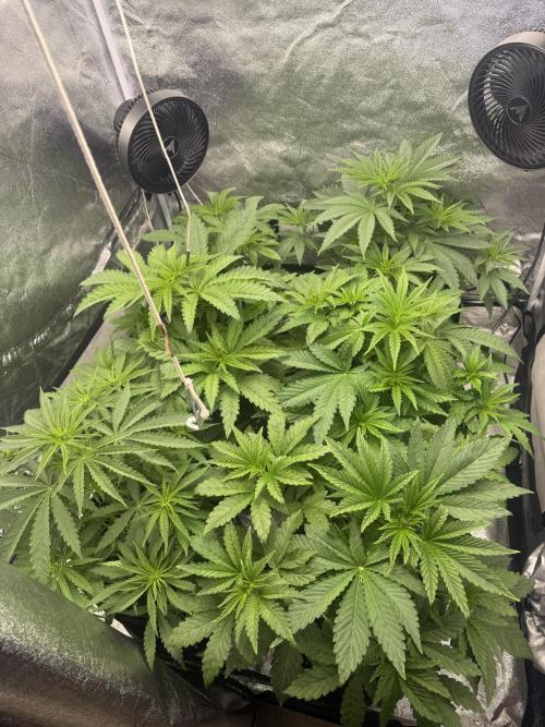 Grounded Genetiks Part 1. Week 4