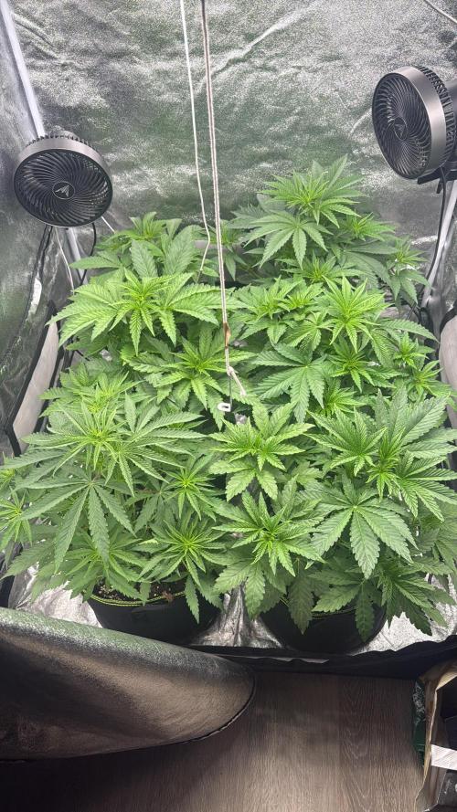 Grounded Genetiks Part 1. Week 4