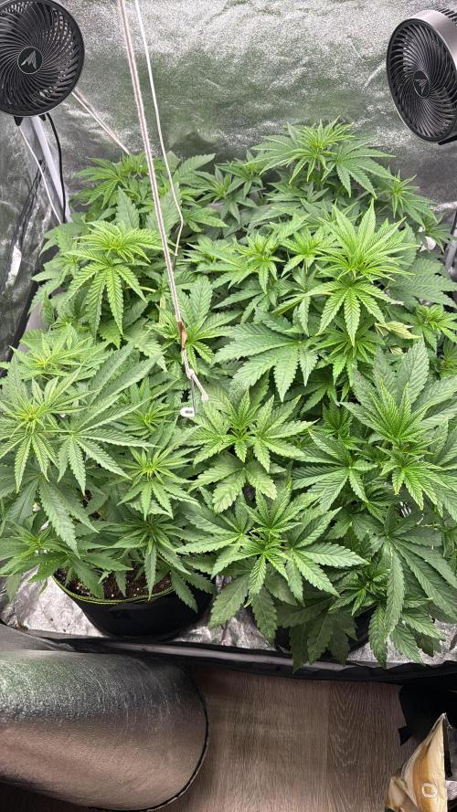 Grounded Genetiks Part 1. Week 4