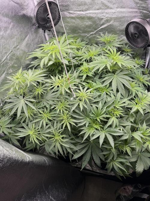 Grounded Genetiks Part 1. Week 5