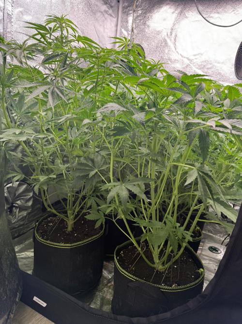 Grounded Genetiks Part 1. Week 5