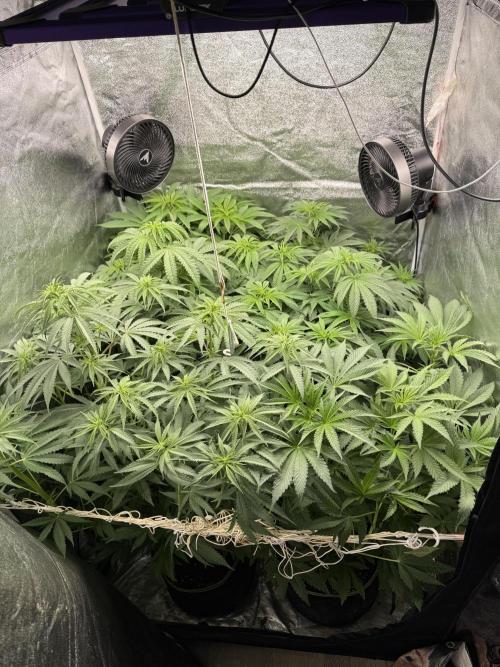 Grounded Genetiks Part 1. Week 5