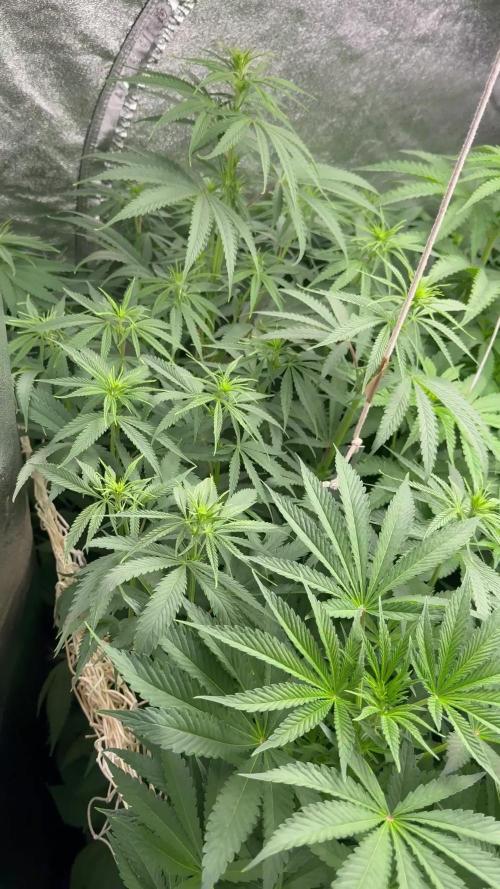 Grounded Genetiks Part 1