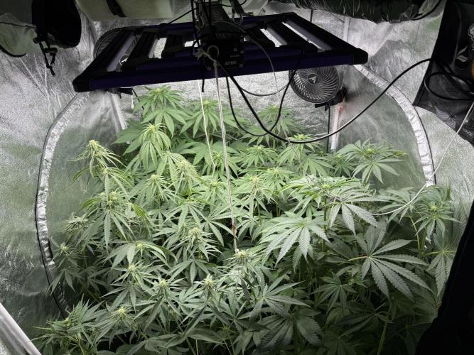 Grounded Genetiks Part 1. Week 6