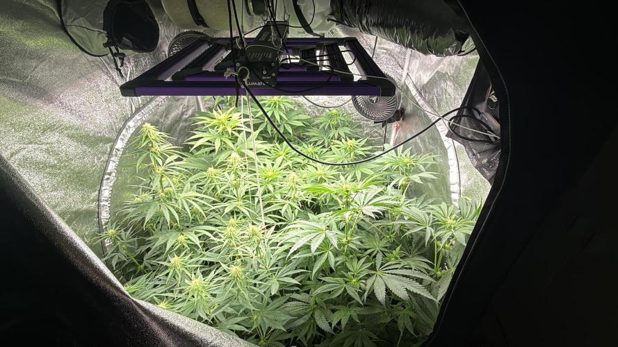 Grounded Genetiks Part 1. Week 6