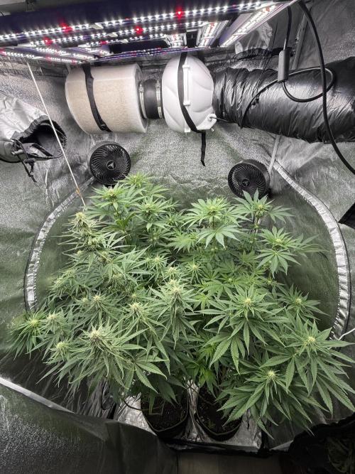 Grounded Genetiks Part 1. Week 7