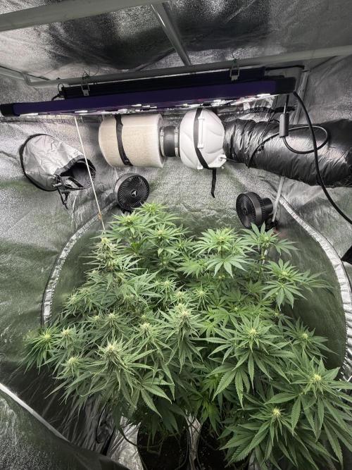 Grounded Genetiks Part 1. Week 7