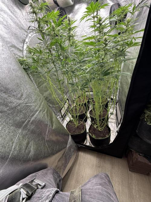 Grounded Genetiks Part 1. Week 7