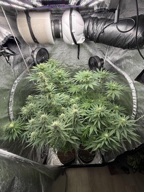 Grounded Genetiks Part 1. Week 7