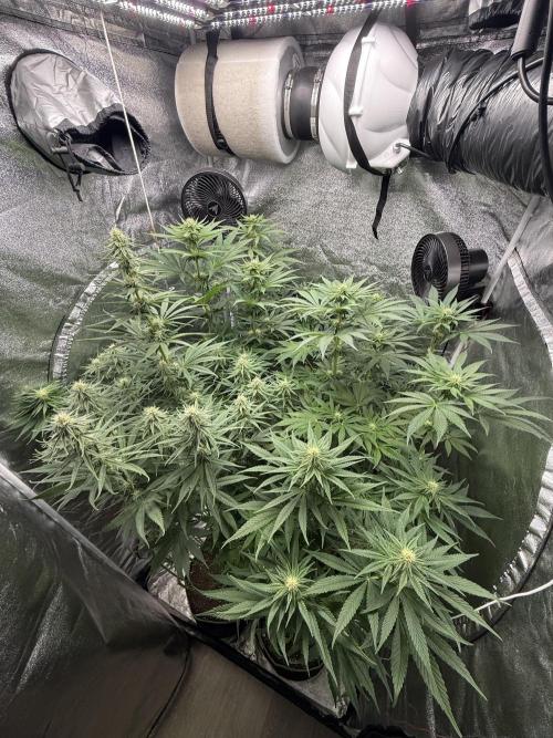 Grounded Genetiks Part 1. Week 7