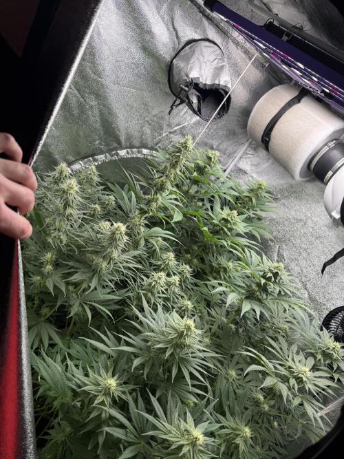 Grounded Genetiks Part 1. Week 8