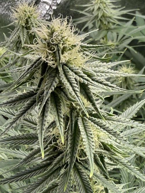 Grounded Genetiks Part 1. Week 8