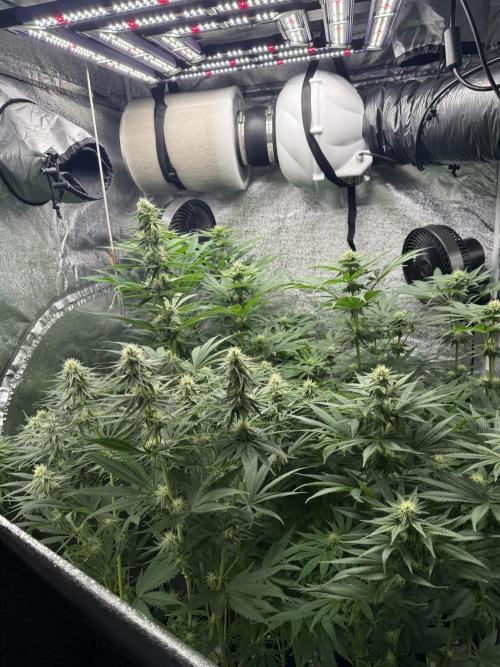 Grounded Genetiks Part 1. Week 8