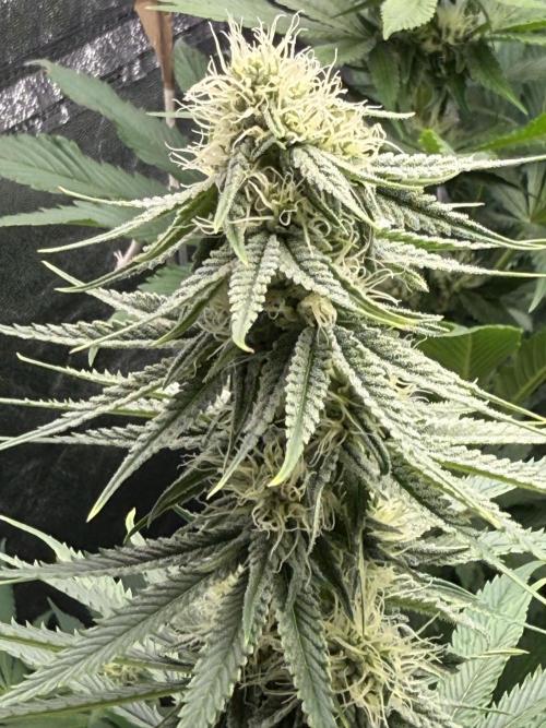 Grounded Genetiks Part 1. Week 8