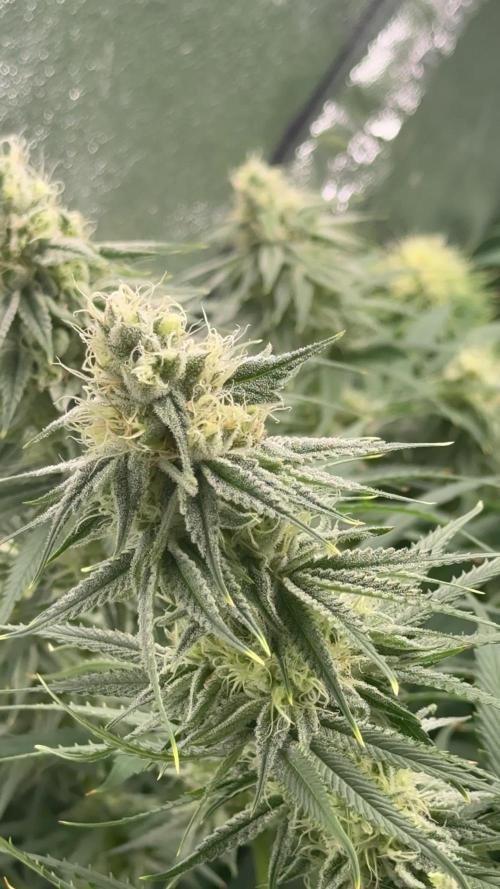 Grounded Genetiks Part 1