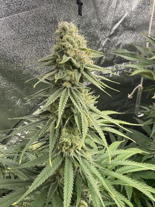 Grounded Genetiks Part 1. Week 9