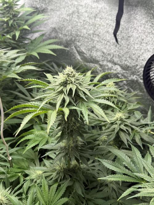 Grounded Genetiks Part 1. Week 9